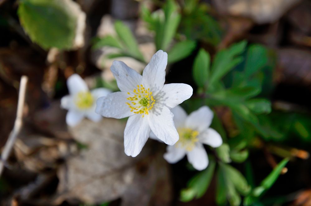 Frühlingsblume von Markus E. M. 