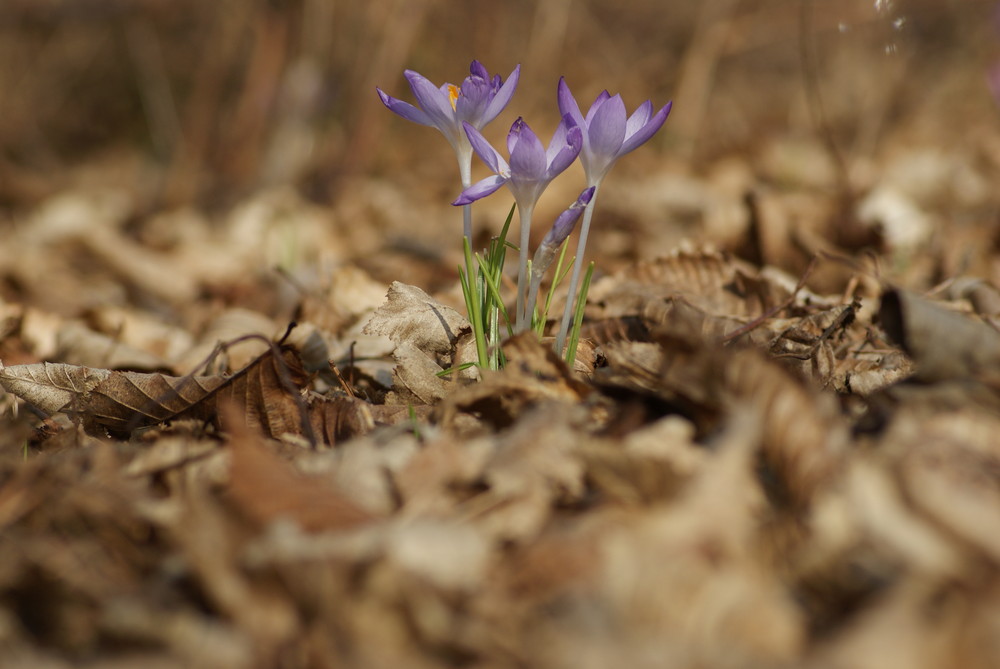 Frühlingsblume