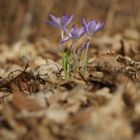 Frühlingsblume