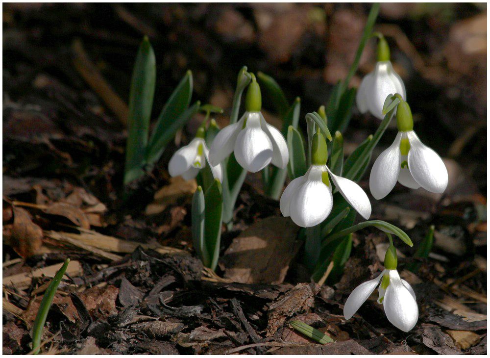 Frühlingsblume