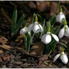 Frühlingsblume