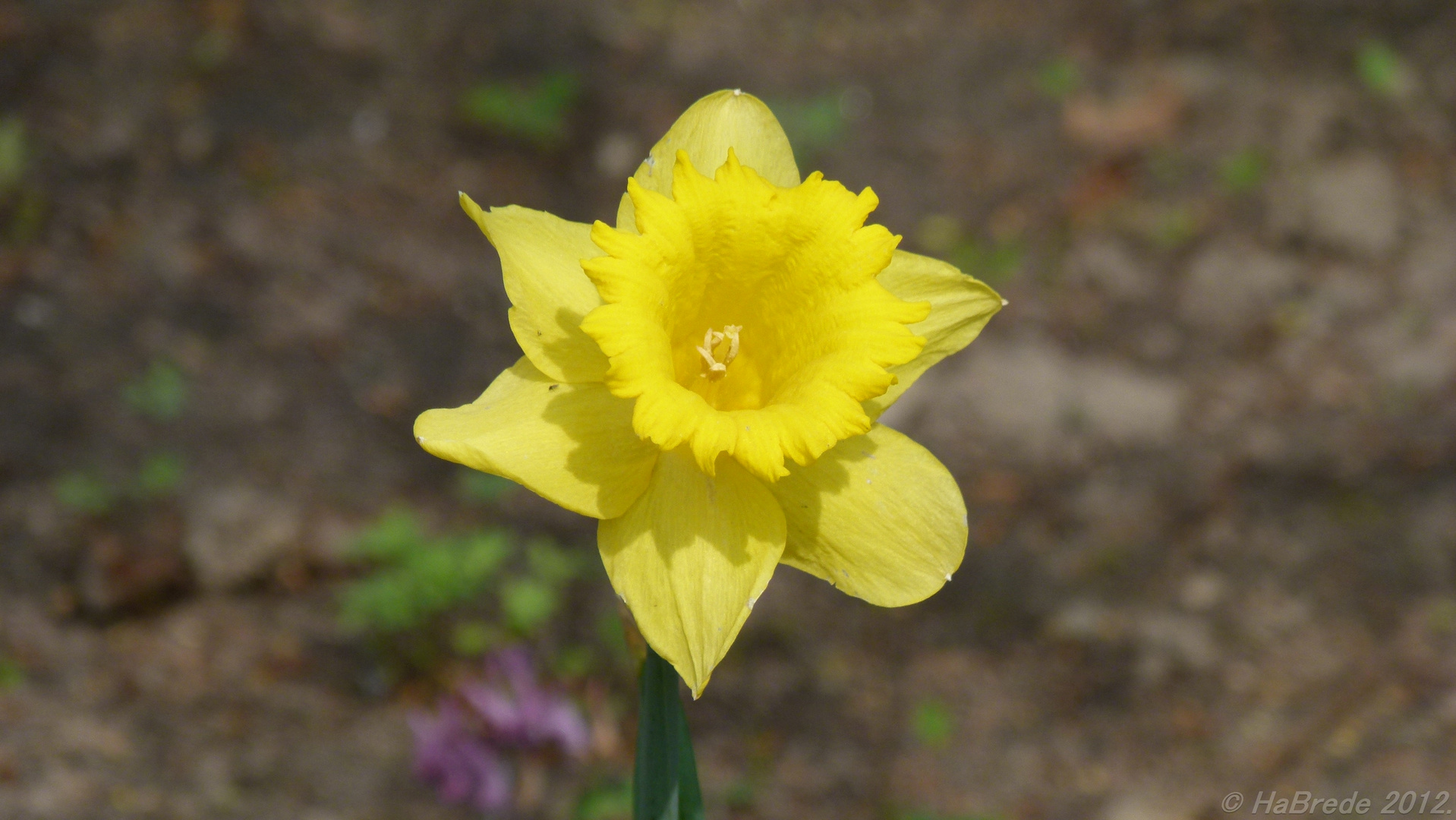 Frühlingsblume