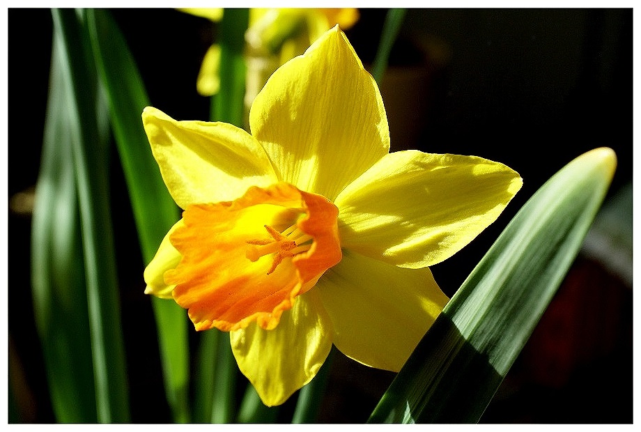 Frühlingsblume