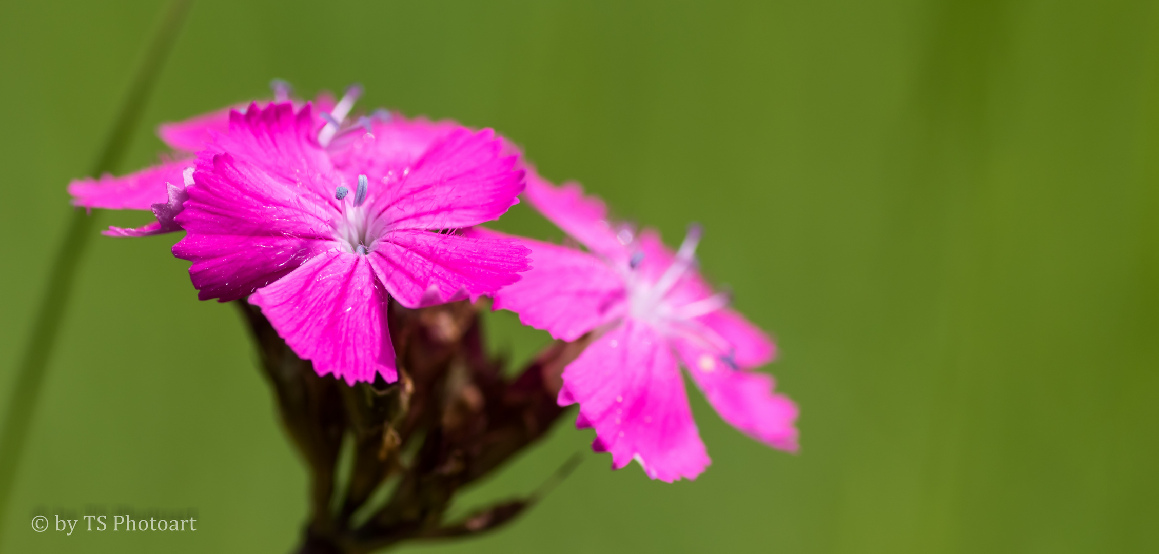 Frühlingsblume