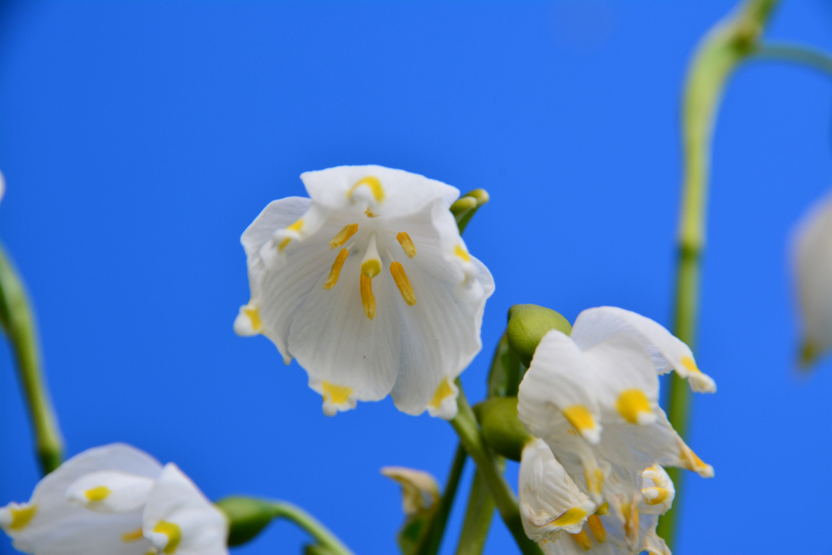 Frühlingsblume