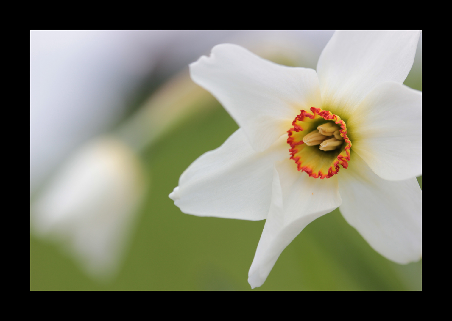 Frühlingsblume