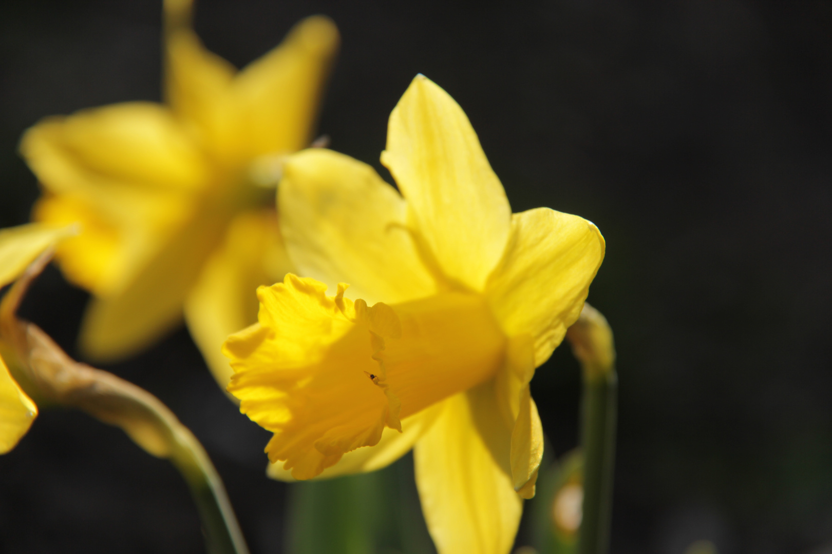 Frühlingsblume