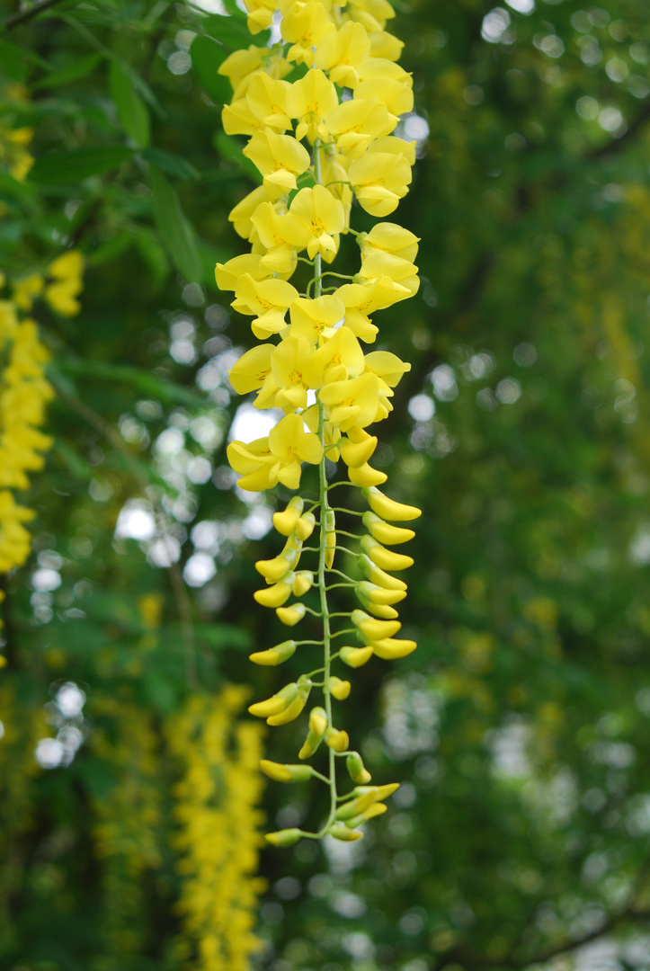 Frühlingsblume