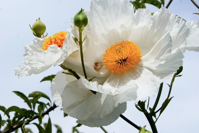 Frühlingsblume