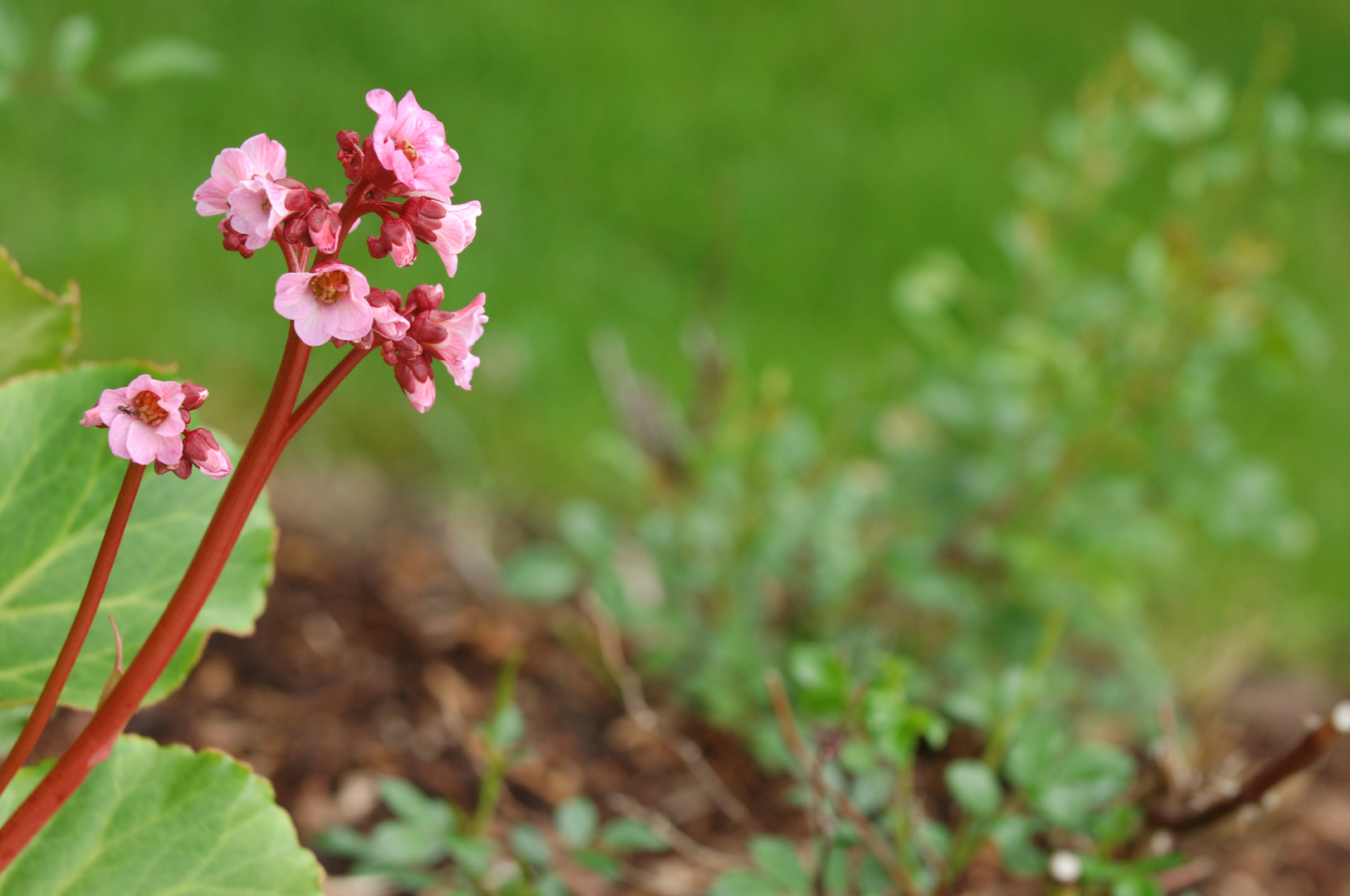 Frühlingsblume.