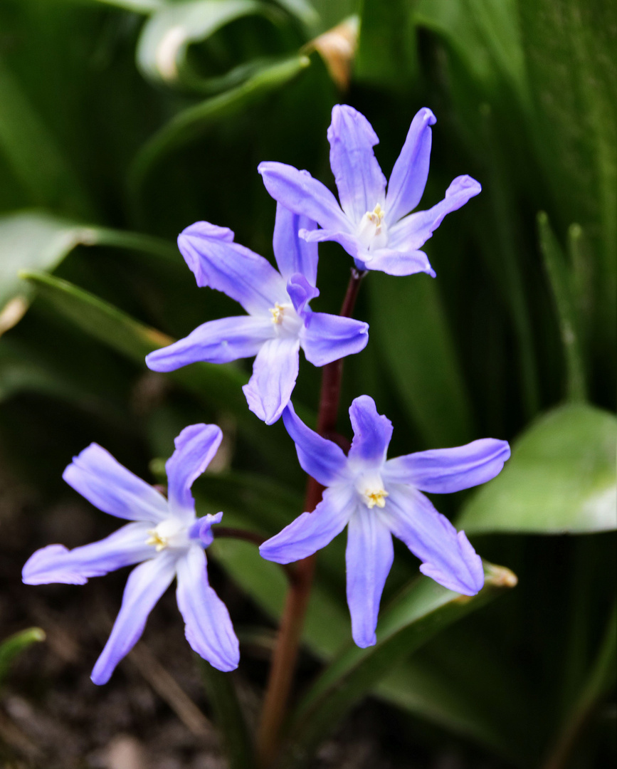 Frühlingsblume