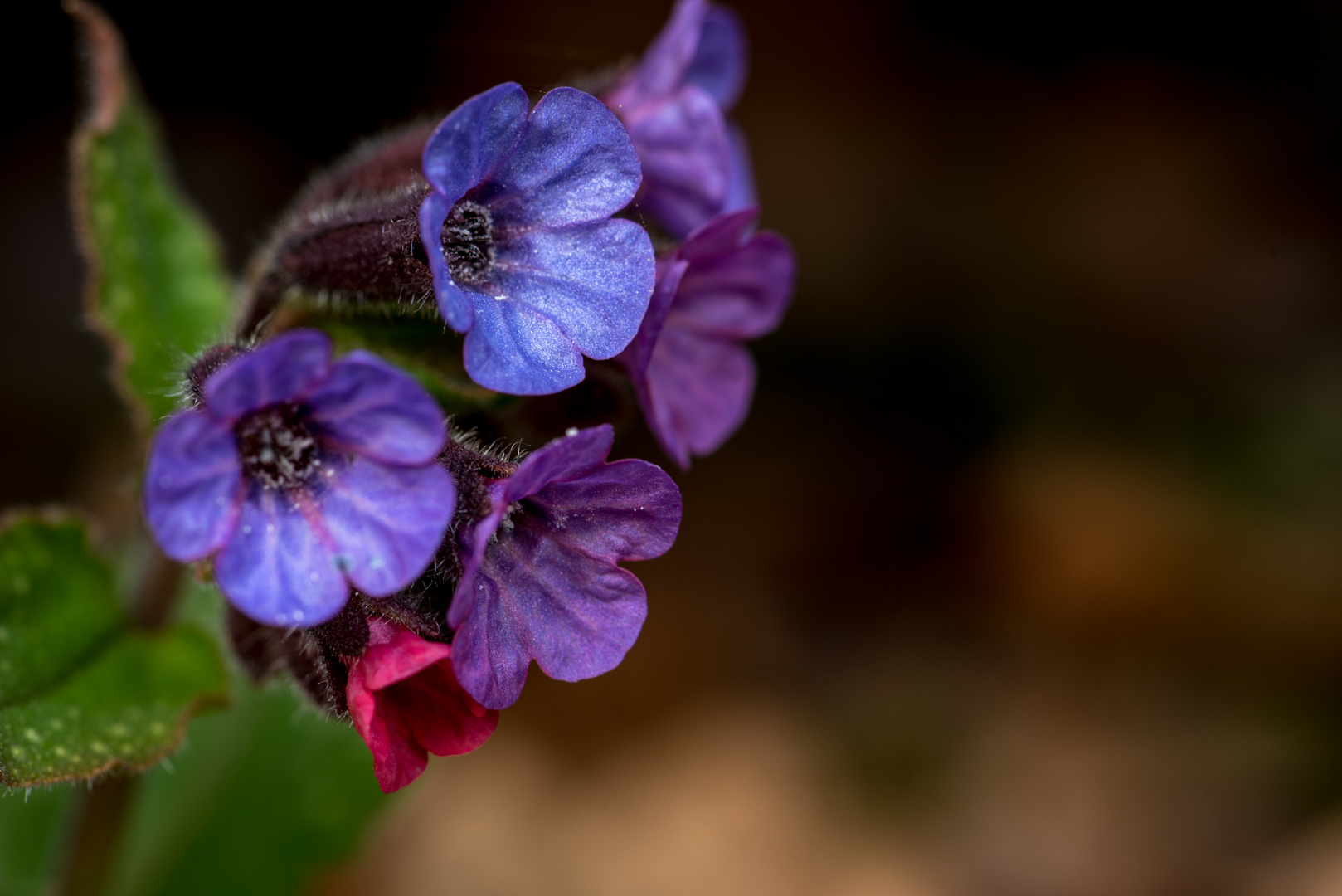 Frühlingsblume