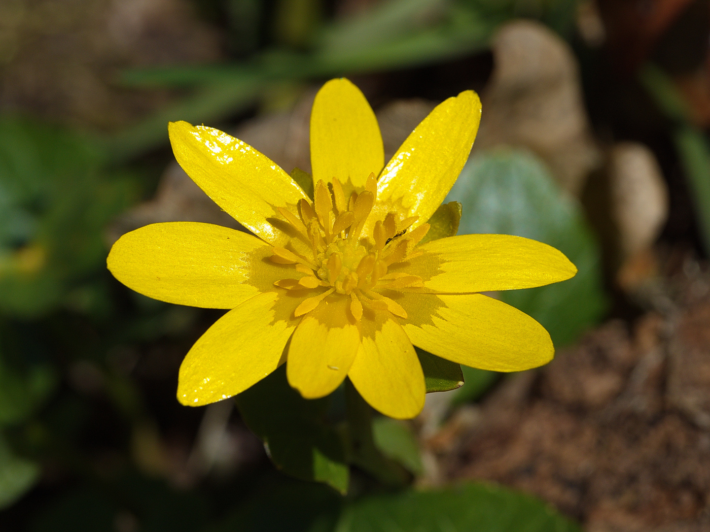 " Frühlingsblume "