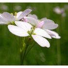 Frühlingsblume die jeder kennt.