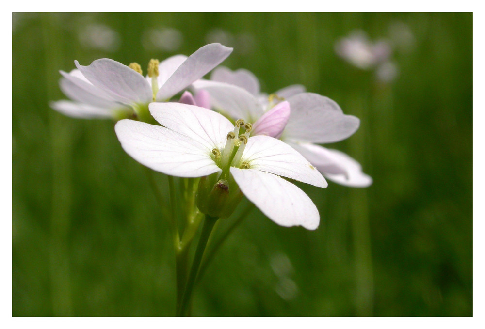 Frühlingsblume die jeder kennt.