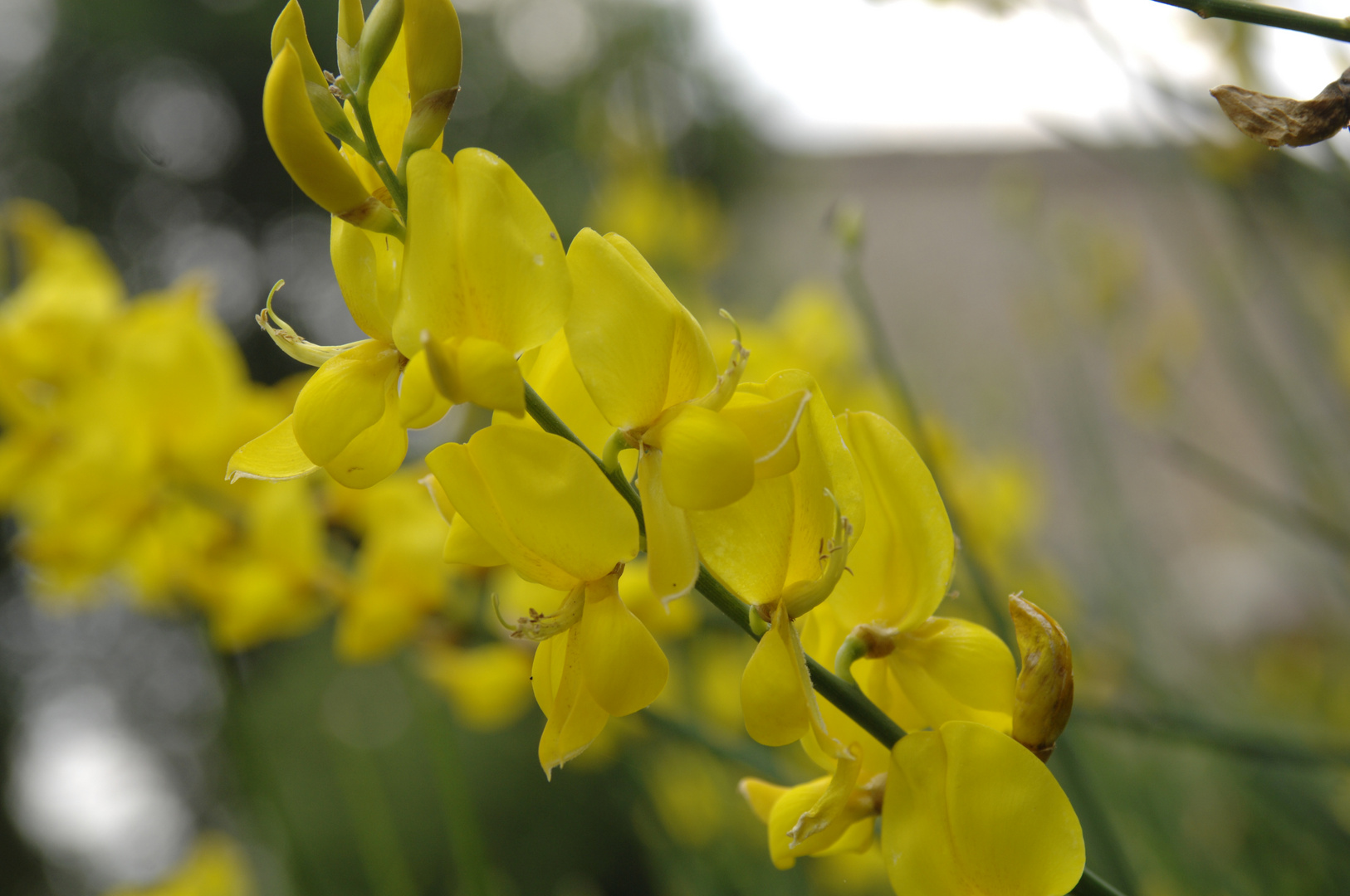 Frühlingsblume