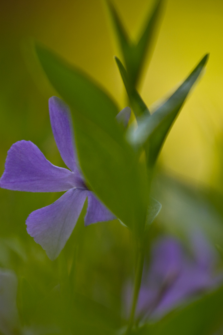 Frühlingsblume