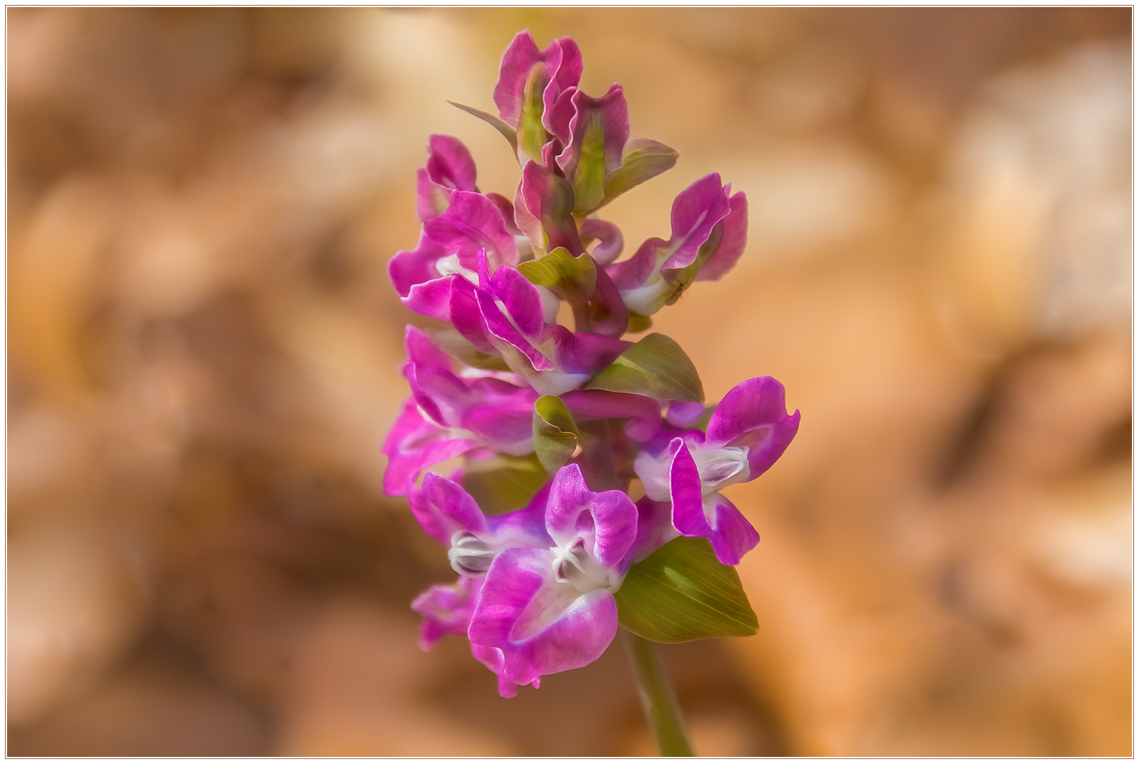 Frühlingsblume: Hohler Lerchensporn (Corydalis cava)