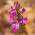 Frühlingsblume: Hohler Lerchensporn (Corydalis cava)