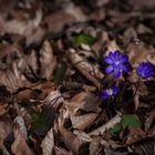 Frühlingsblume im Herbstlaub