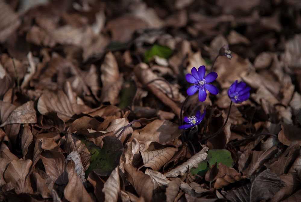 Frühlingsblume im Herbstlaub von chillbrother 