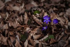 Frühlingsblume im Herbstlaub