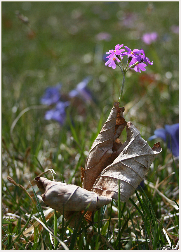 Frühlingsblume im Herbstmantel