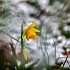 Frühlingsblume im Schnee