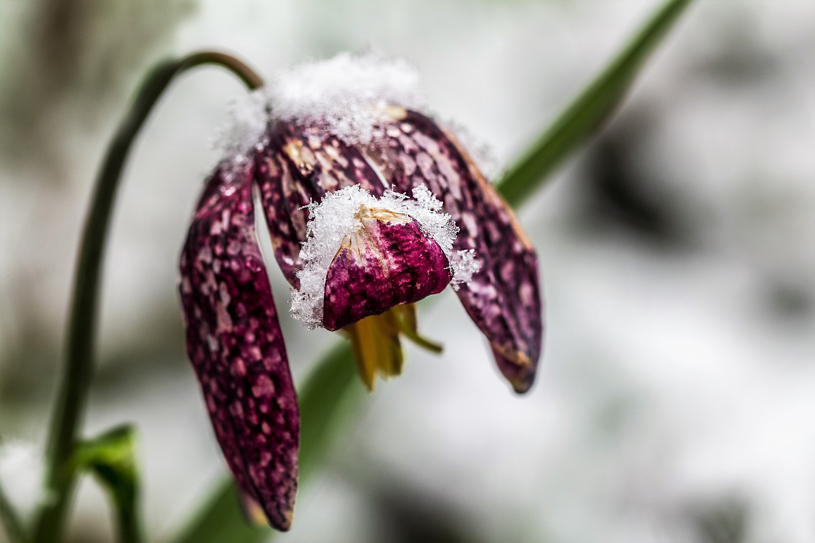 Frühlingsblume im Schnee