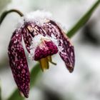 Frühlingsblume im Schnee