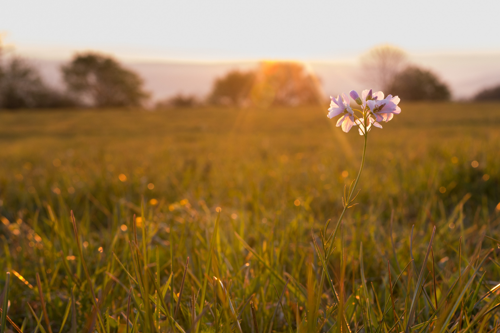 Frühlingsblume im Sonnenaufgang