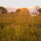 Frühlingsblume im Sonnenaufgang