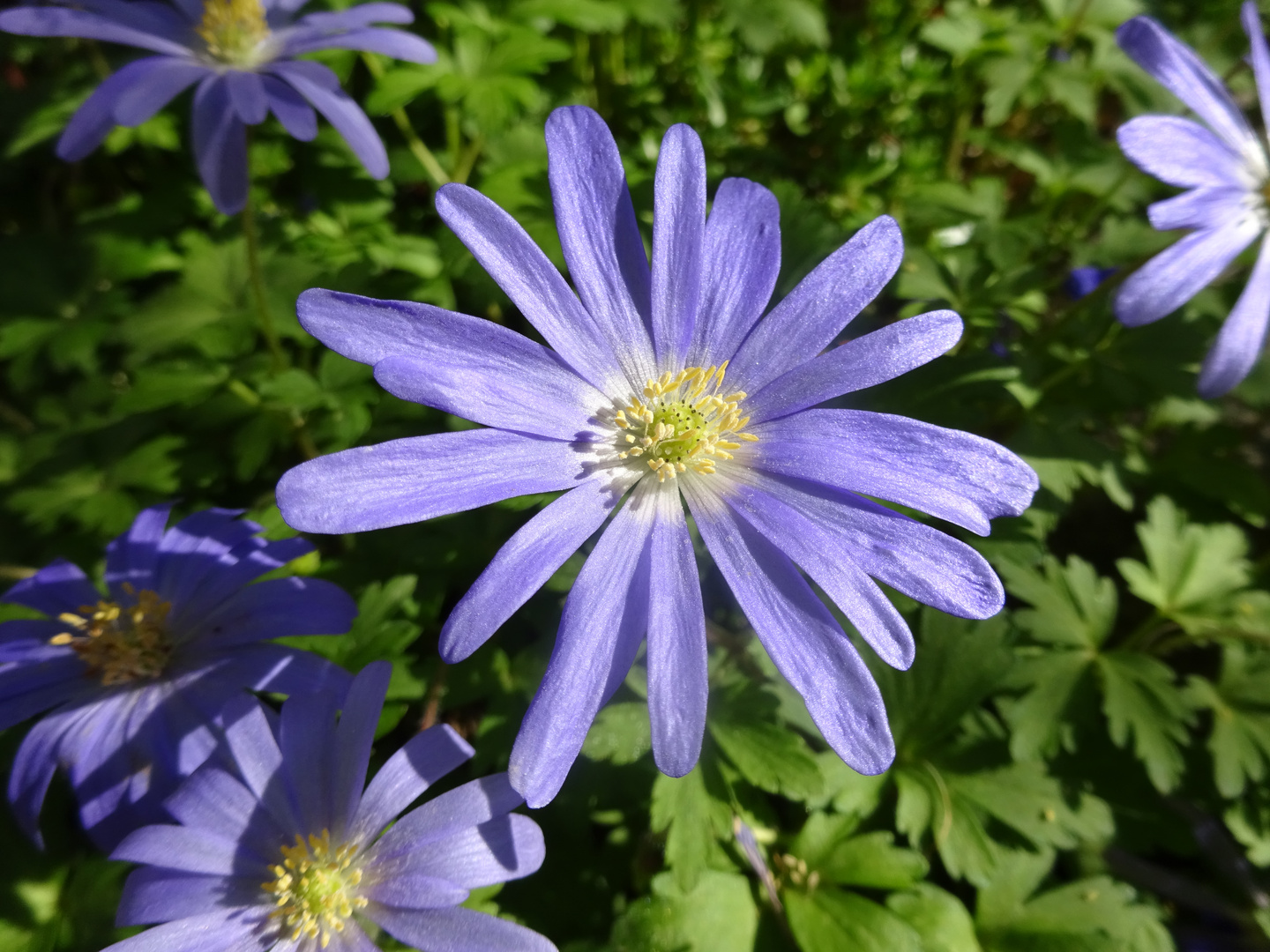 Frühlingsblume in Lila