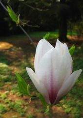 Frühlingsblume Magnolie