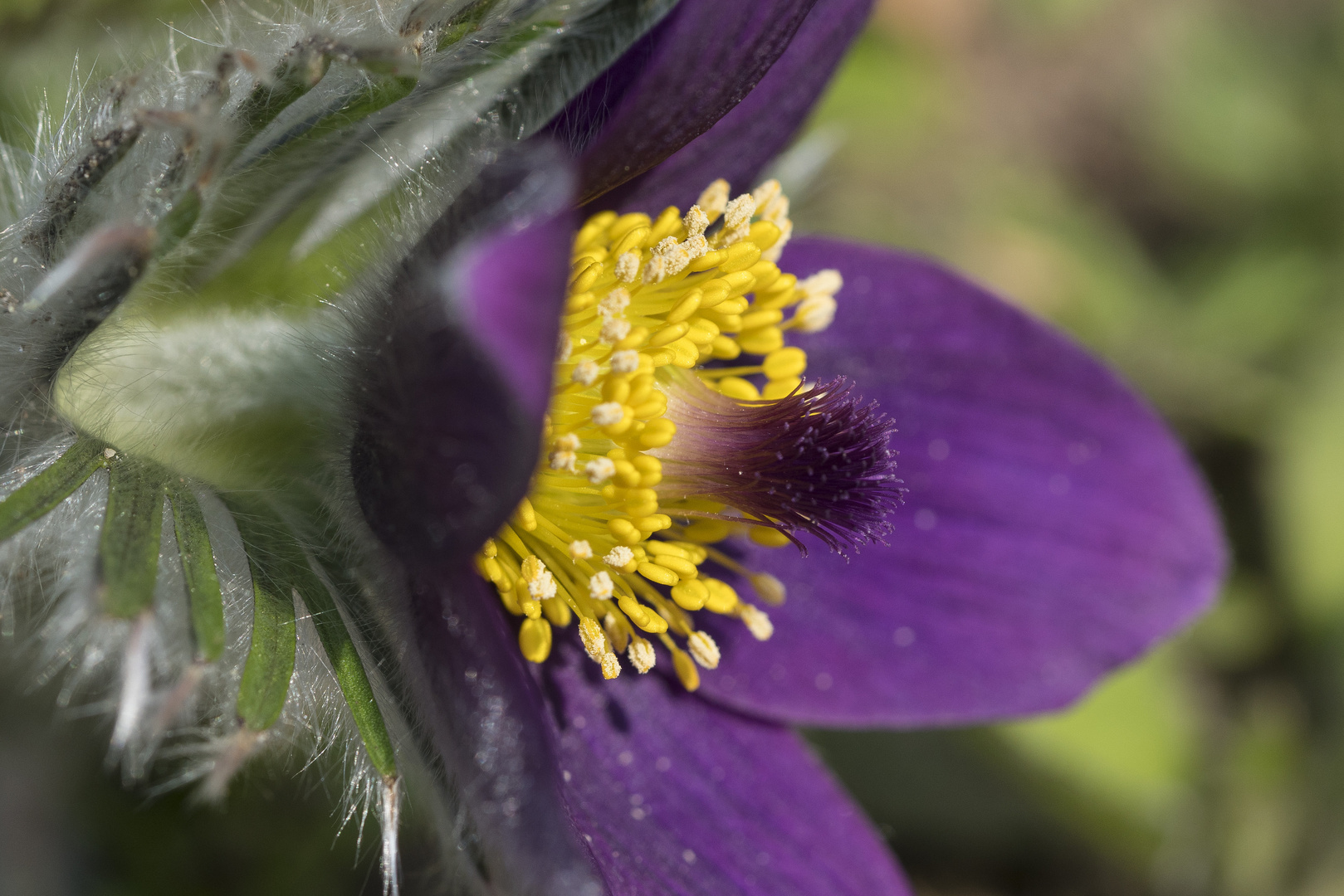 Frühlingsblume mit Kuschelfaktor