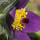 Frühlingsblume mit Kuschelfaktor