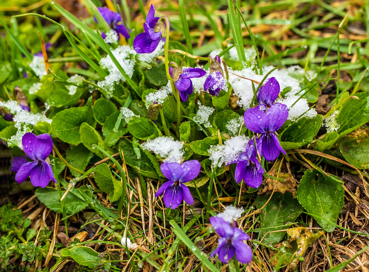 Frühlingsblume mit Schnee