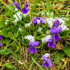 Frühlingsblume mit Schnee