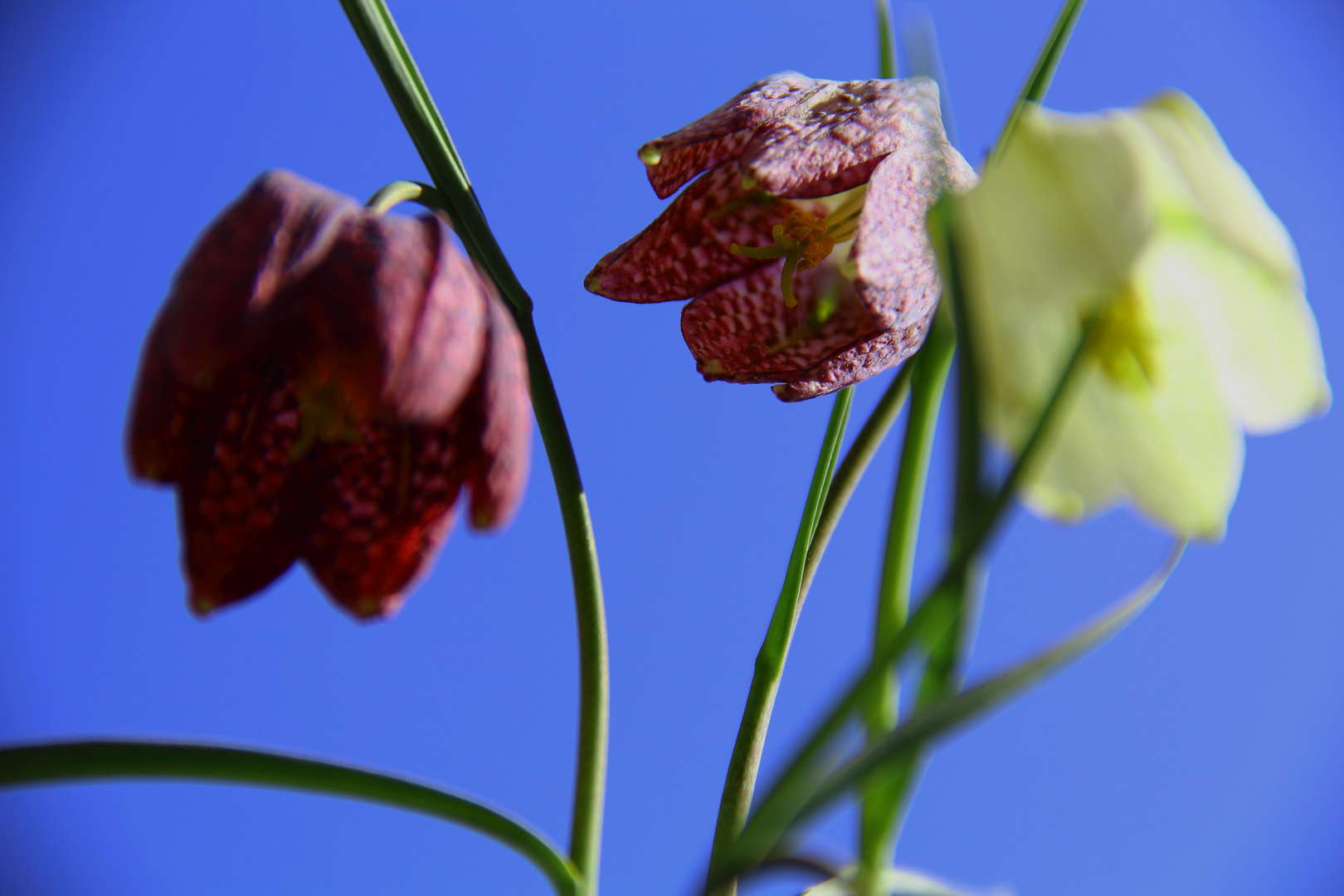 Frühlingsblume / Schachbrettmuster