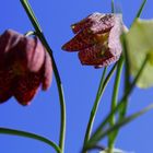 Frühlingsblume / Schachbrettmuster