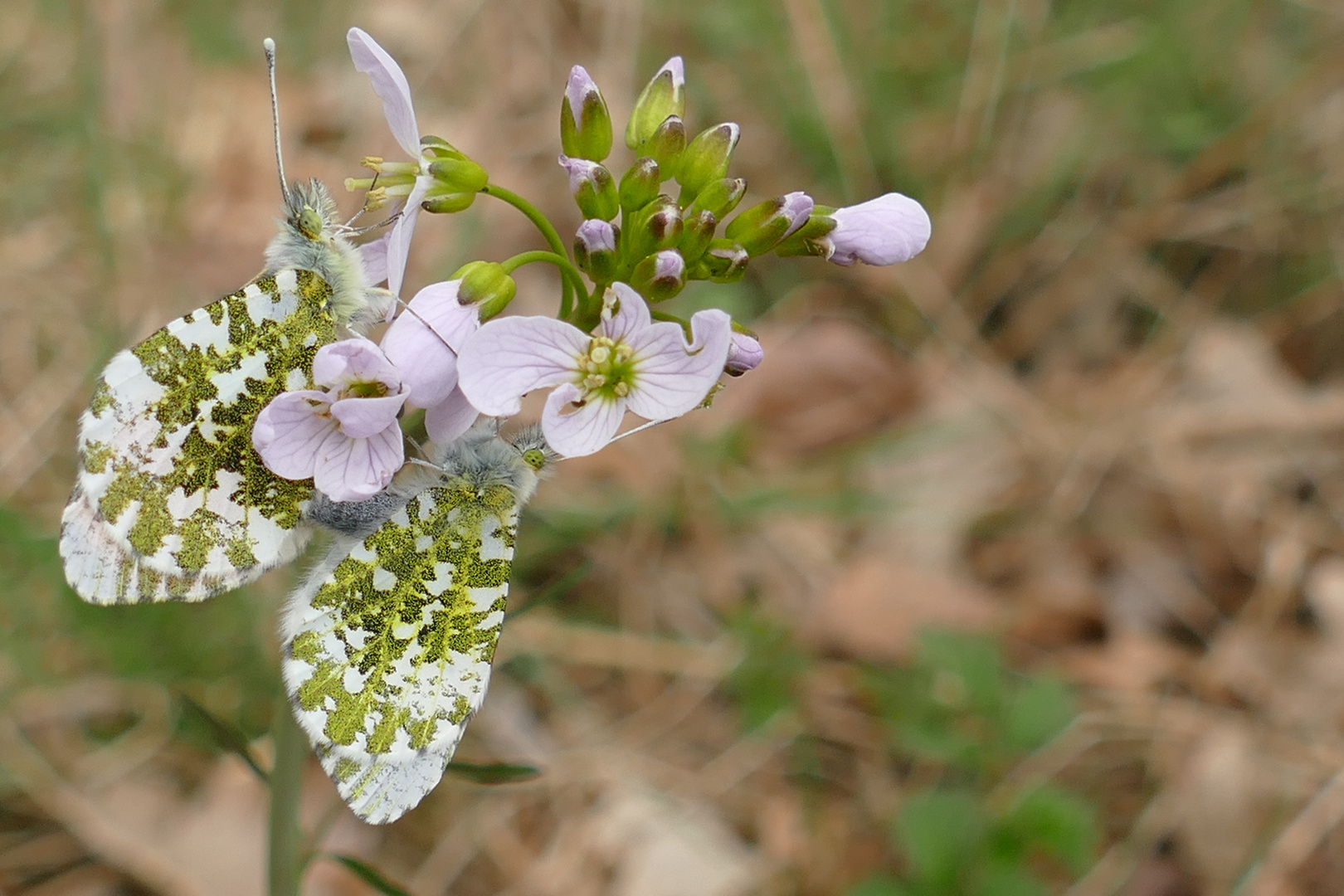 Frühlingsblume und Schmetterlinge