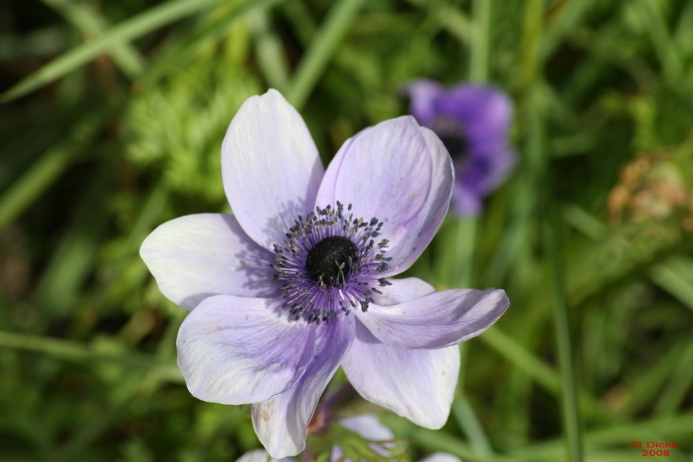 Frühlingsblume3