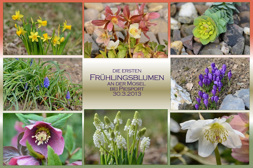 Frühlingsblumen -1-