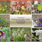 Frühlingsblumen -1-