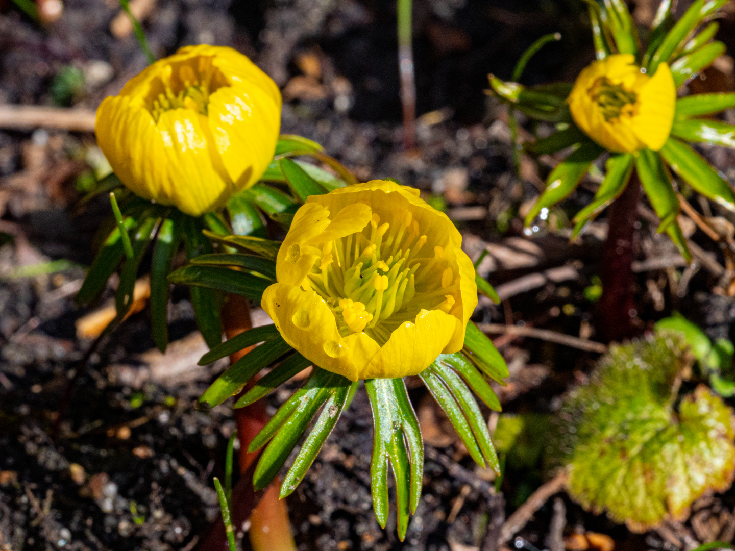 Frühlingsblumen 1