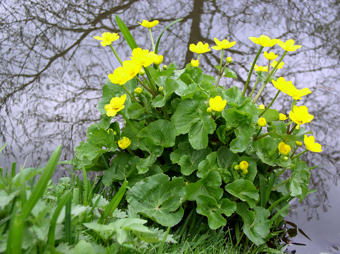 - Frühlingsblumen -