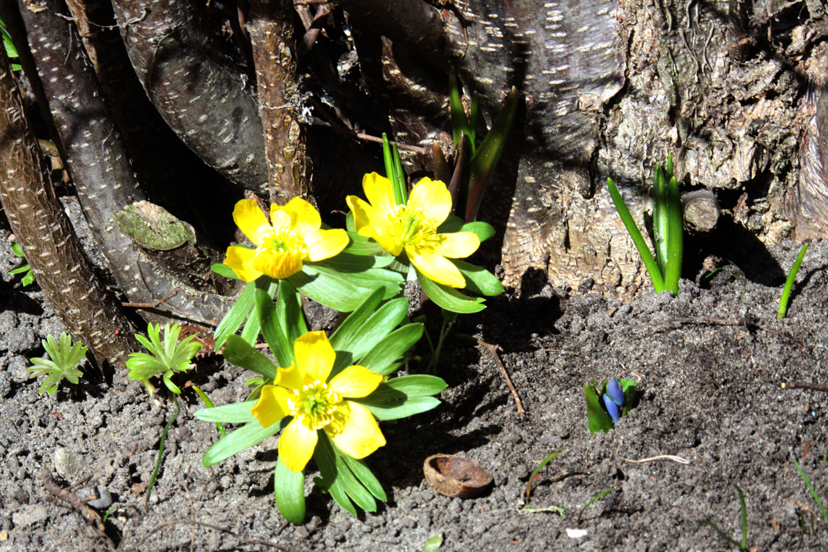 Frühlingsblumen