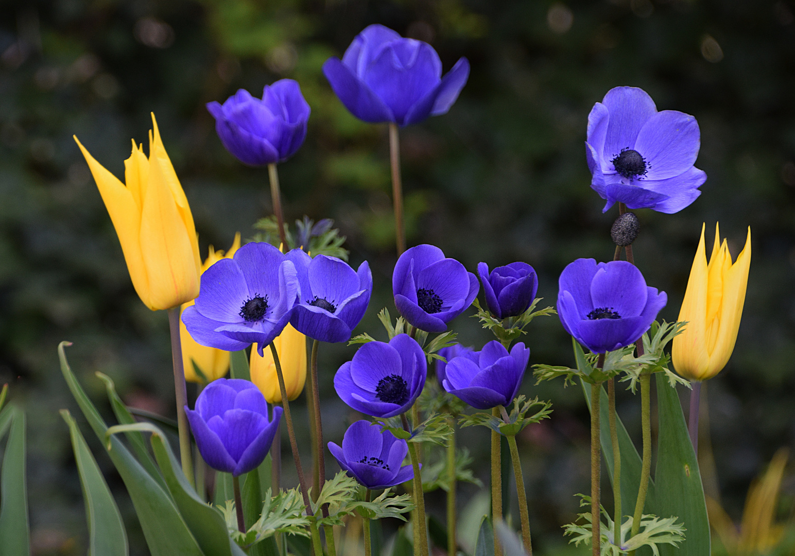 Frühlingsblumen!