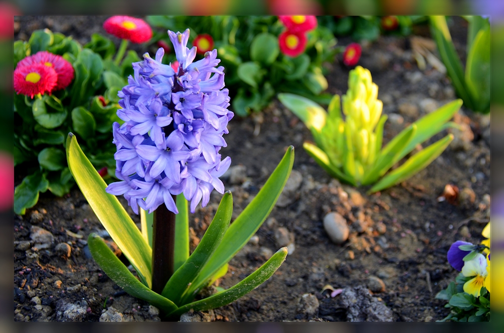 Frühlingsblumen....