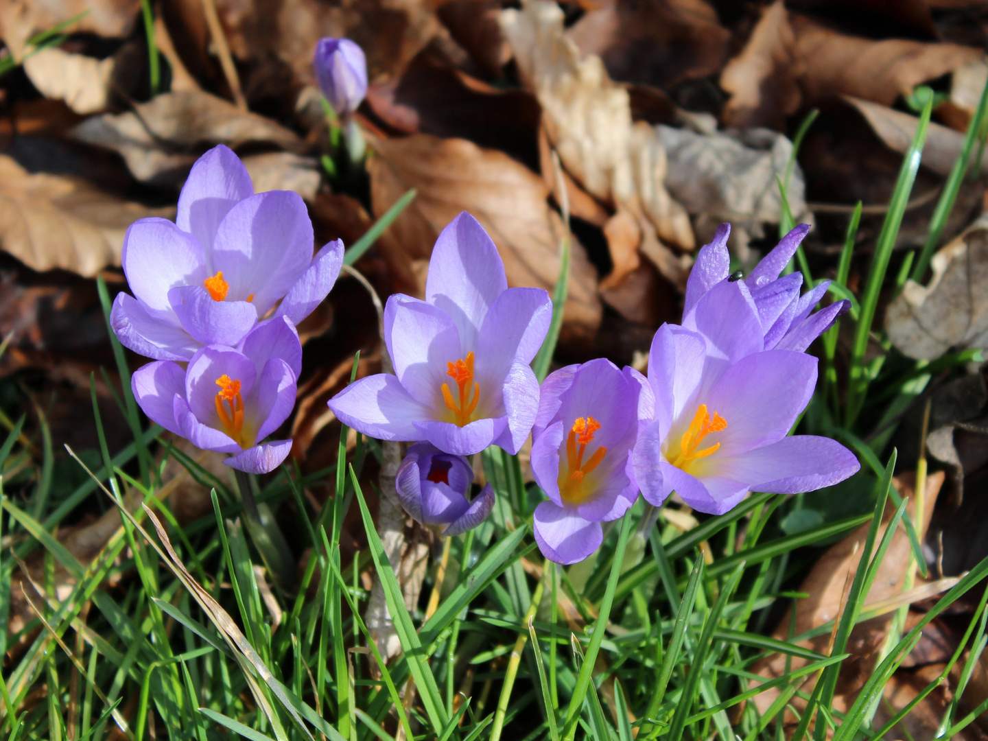 Frühlingsblumen